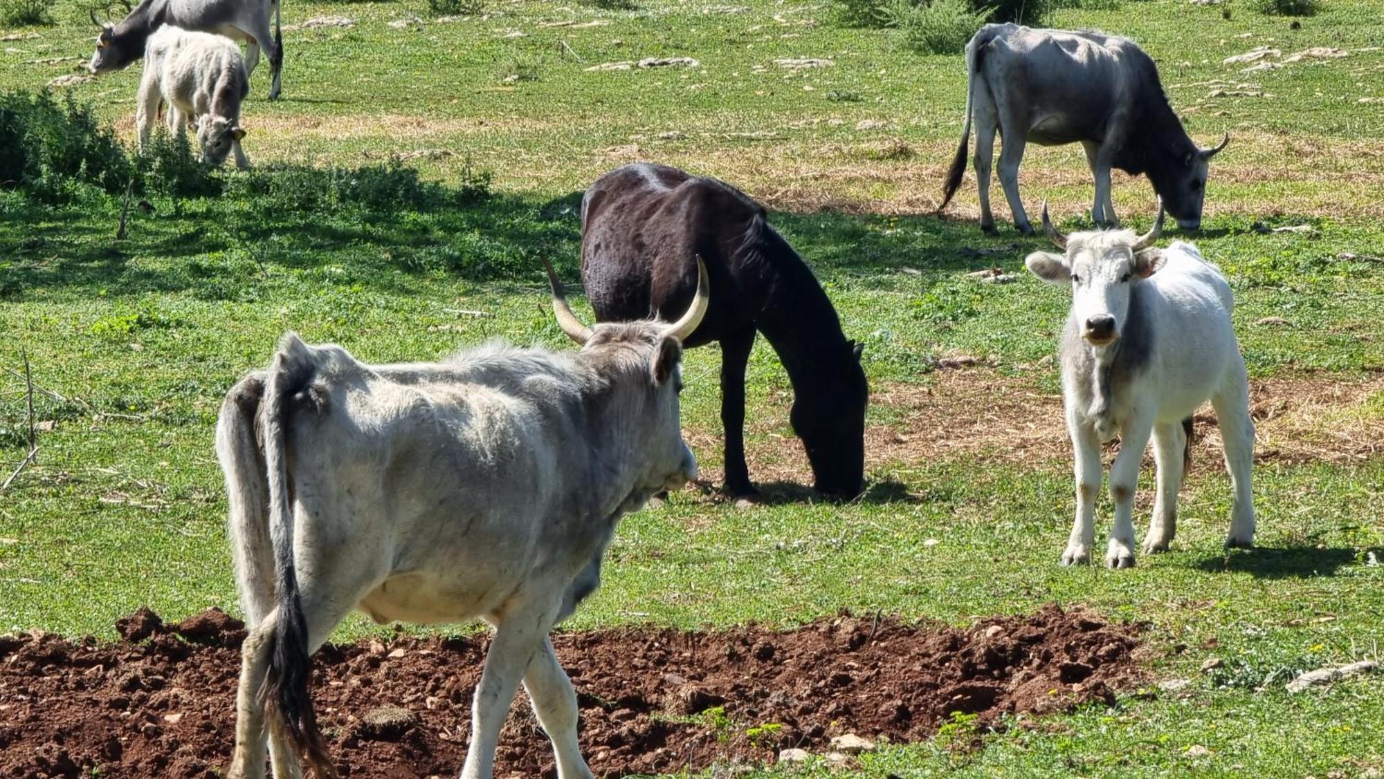 Agriturismo Iazzo Scagno Martina Franca Kültér fotó