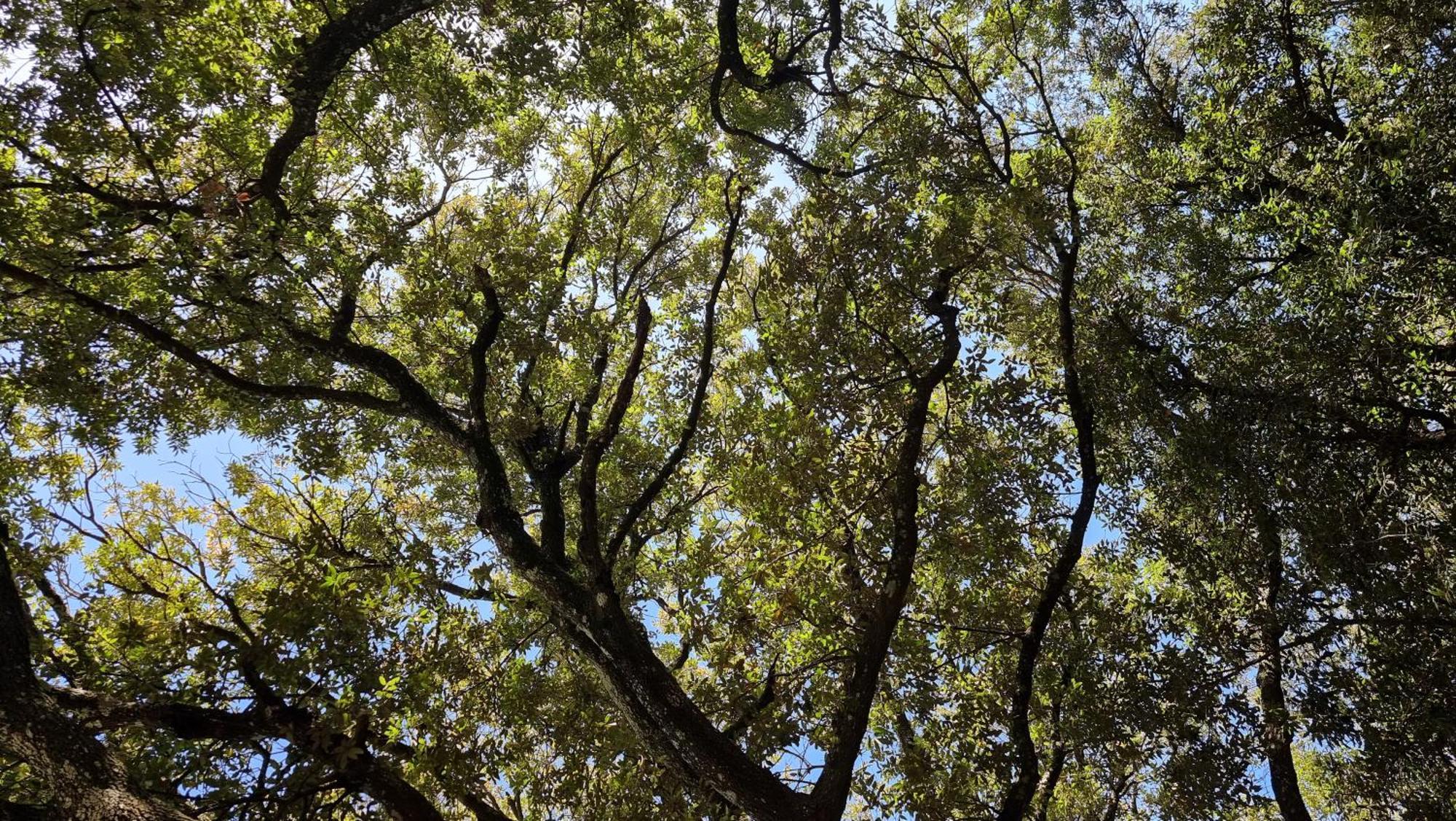 Agriturismo Iazzo Scagno Martina Franca Kültér fotó