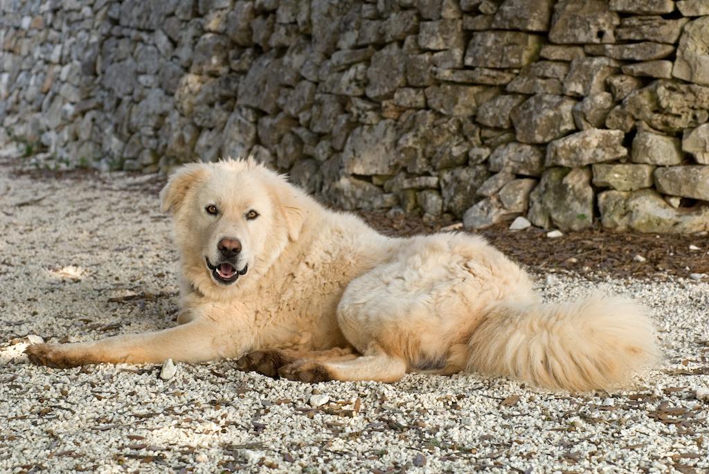 Agriturismo Iazzo Scagno Martina Franca Kültér fotó