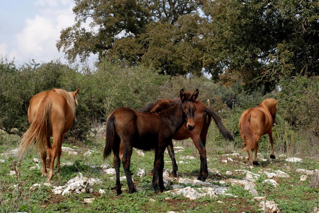 Agriturismo Iazzo Scagno Martina Franca Kültér fotó