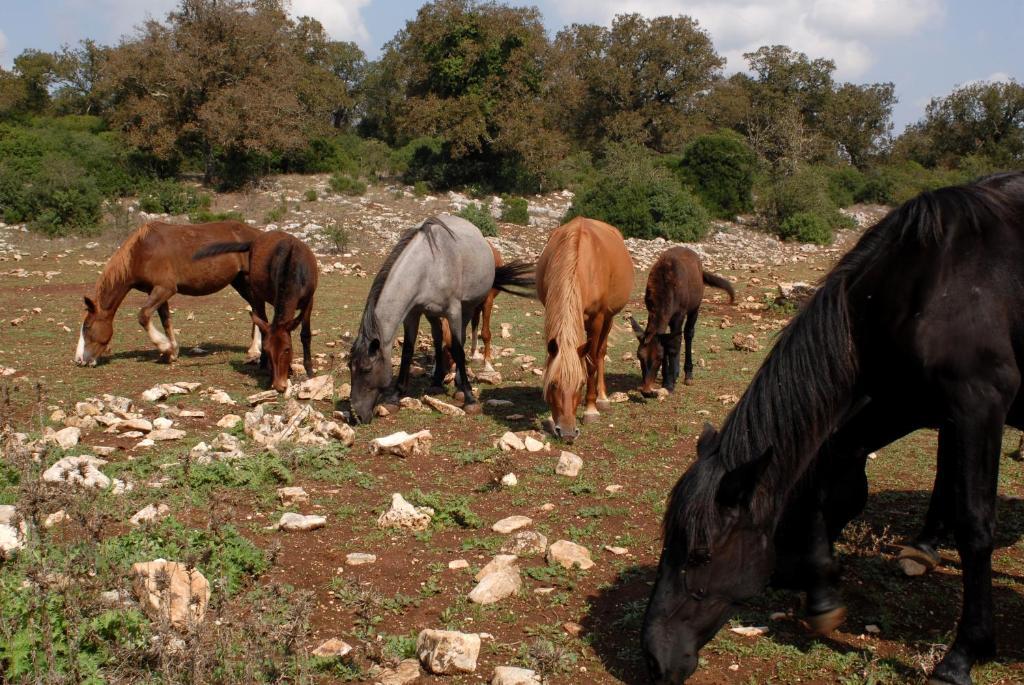 Agriturismo Iazzo Scagno Martina Franca Kültér fotó